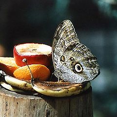 photo "Lunch"