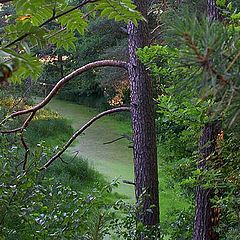 photo "Sleepy river ("The Forest" series)"