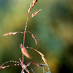 photo "takelage (Rigging)"