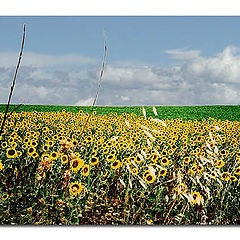 photo "*THE FIELD OF SUNFLOWERS*"