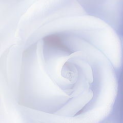 photo "Rose"