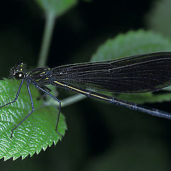 photo "Black Dragonfly"