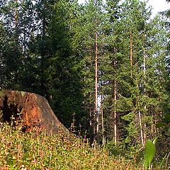 photo "July ("The Forest" series)"