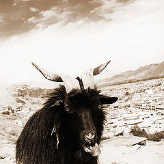 фото "Животные Тибета #1"