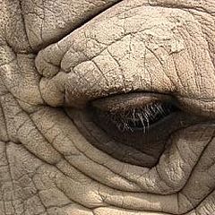 photo "The eye of the rinoceros"