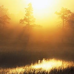фото "Foggy marsh"