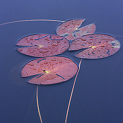 photo "Water lilyґs leaves"