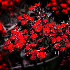 photo "Red"
