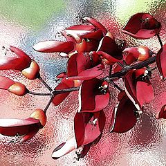 photo "red shrub"