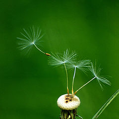 photo "Dandelion"