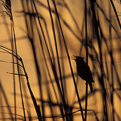 фото "Sedge warbler"