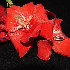 photo "Gladiolus"