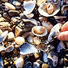 фото "By the sea"