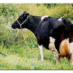 photo "*LADY COW AGAIN *"