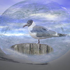 фото "Gull in Glass Egg"