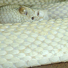 photo "Albino Western Diamondback Rattlesnake"