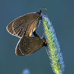 фото "Ringlets copulating"