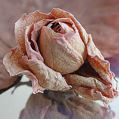 photo "Dried Rose"