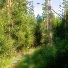 photo "Deep Forest Gate II (version)"