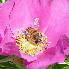 photo "Bee - silver wings"