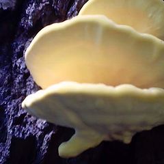 photo "Mushrooms on a tree"