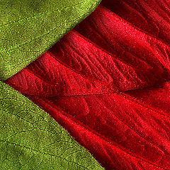 photo "Green and red."