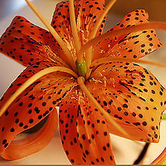 фото "Lily-2"