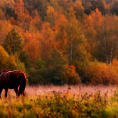 photo "Autumn is soon to come"