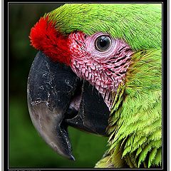 photo "Macaw"