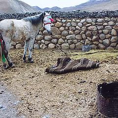 фото "Тибетская лошадка"