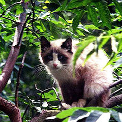 photo "Cane cat"