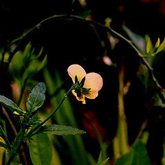 photo "Night beauty..."