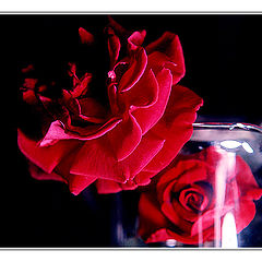 фото "The After Life of the Red Flower."