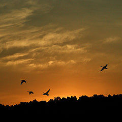 photo "Evening flight"