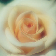 photo "Yellow Rose"