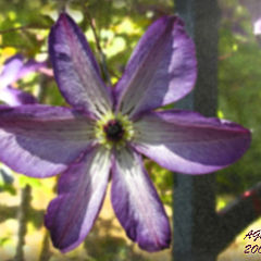 фото "Glance through a garden window"