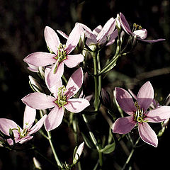 фото "Shades of Pale"