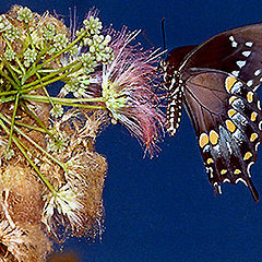 фото "Black Swallowtail?"