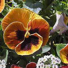 photo "Pansies"