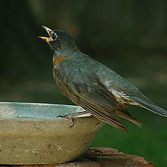 фото "American Robin"