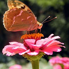 photo "Morning Meal"