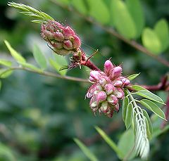 photo "Young acacia"