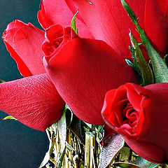 фото "little red roses"