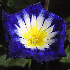 фото "Blue and Yellow"