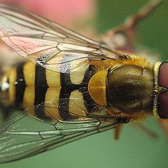 photo "The fly disguised as wasp"