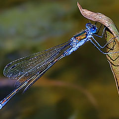 photo "Emerald Damselfly"