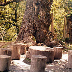 photo "Shadows of old tree"