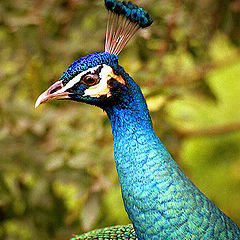 photo "Mysterious peacock"