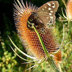 photo "Tasty prickle."