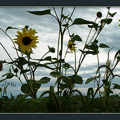 photo "Sunflowers"